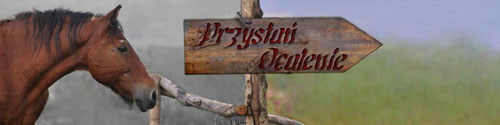 Przystań Ocalenie: Visitez le site web: http://www.przystanocalenie.pl/kpdz_index_fr.html