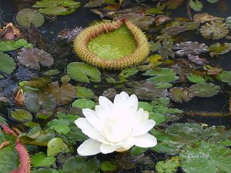 Nénuphars